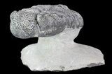 Drotops Trilobite With White Patina - Great Eyes! #76405-2